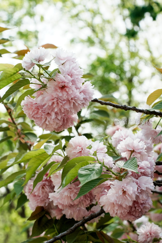 北京朝阳公园樱花