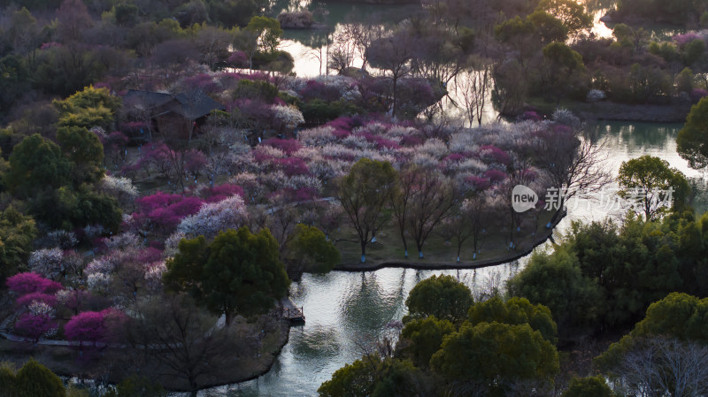 杭州西溪湿地探梅节梅花