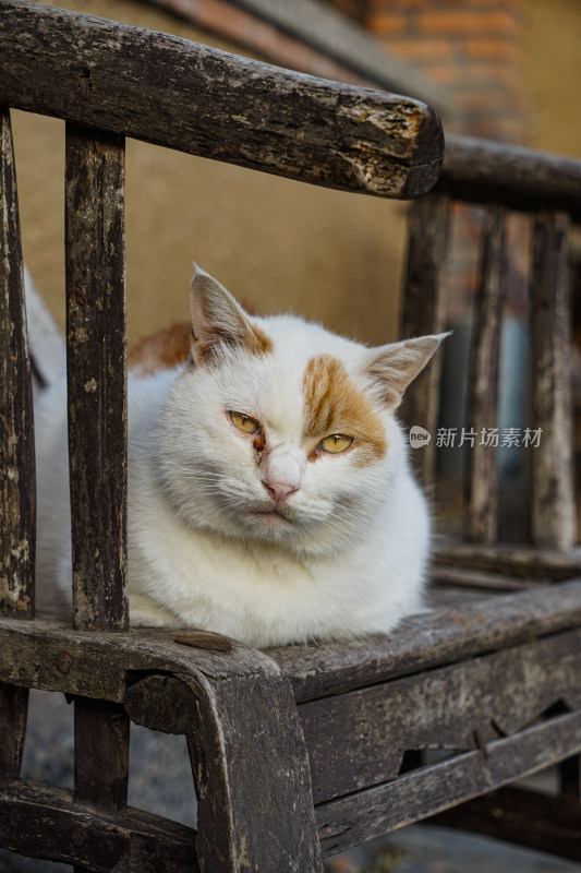 农村院子中椅子上的猫