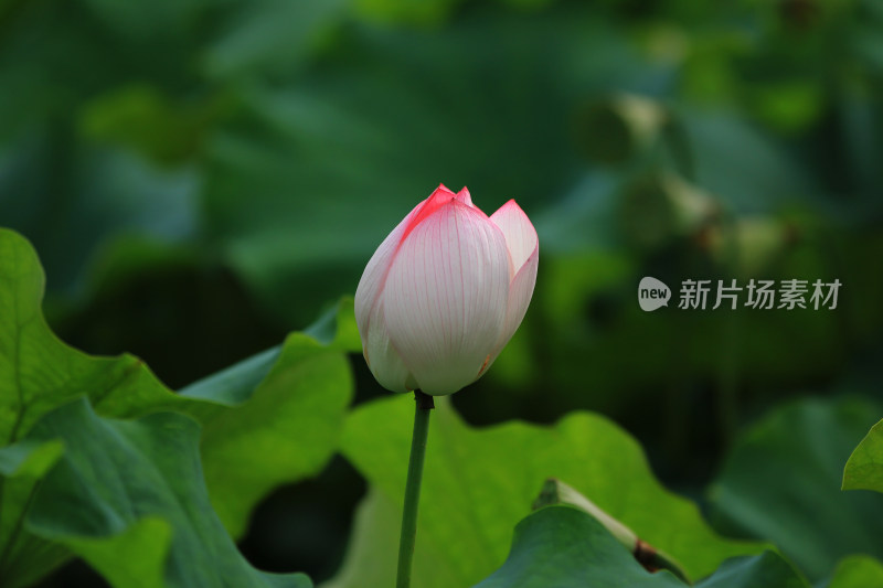 含苞待放的荷花花骨朵