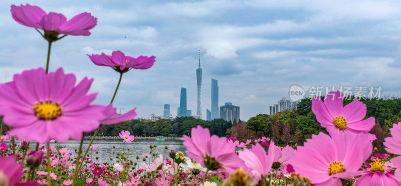 广州市海珠湖公园内盛开的格桑花