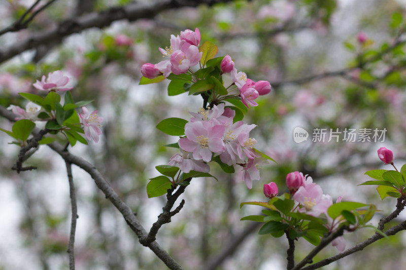  粉色海棠花枝招展的唯美景象