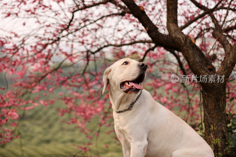 坐在梅花树下的拉布拉多寻回犬