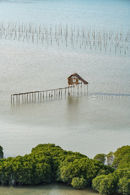 福建宁德霞浦县城红树林湿地涂滩海边景观