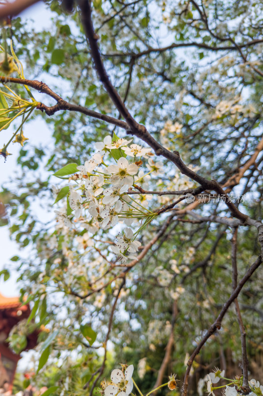 盛开的白色梨花树枝特写