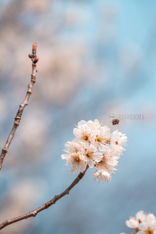 春季盛开的樱花