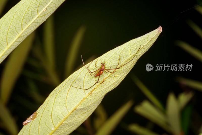 植物上的蜘蛛微距特写镜头