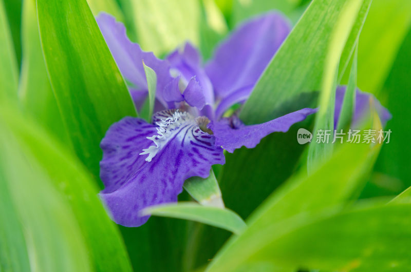 紫色鸢尾花特写