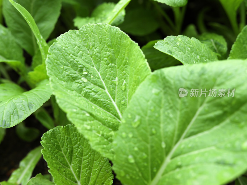 春天绿色的树叶叶子和雨滴水滴露水