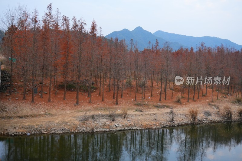 水生植物红杉林