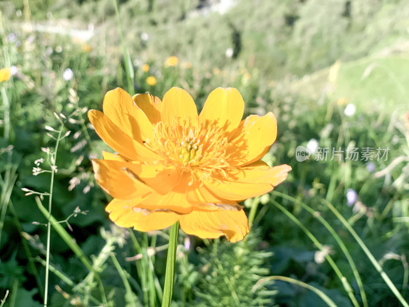 草原中的金盏花特写