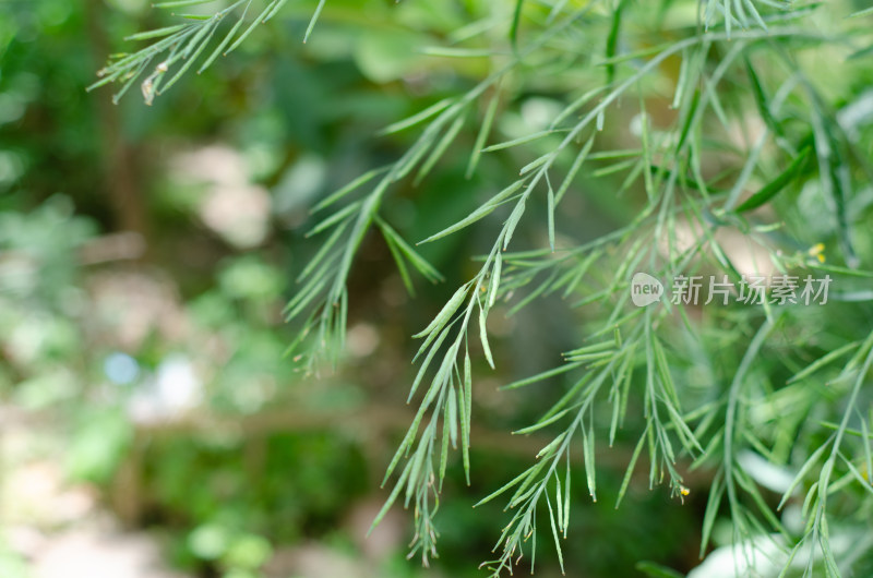 初夏油菜籽果实特写