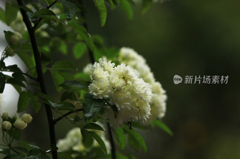 春雨中盛开的木香花