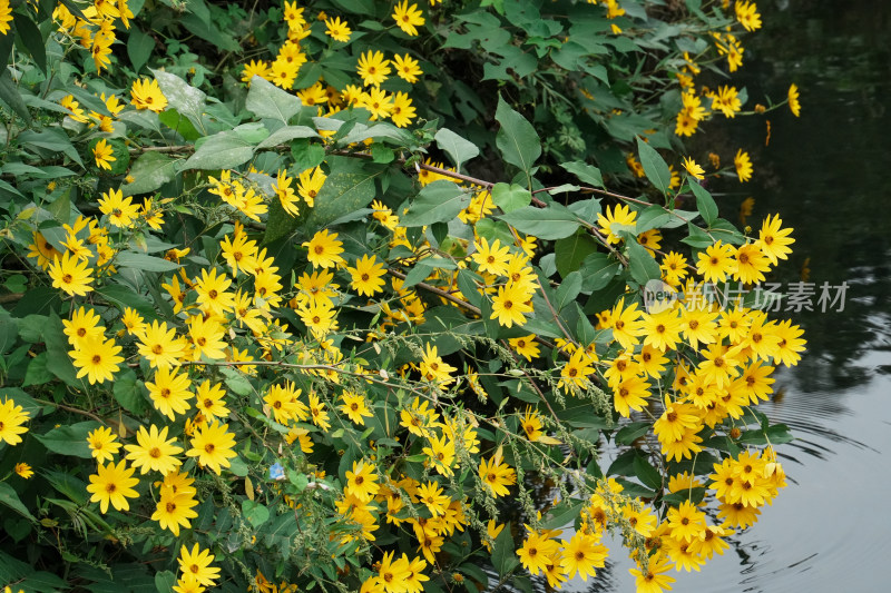 北京圆明园公园盛开的菊花