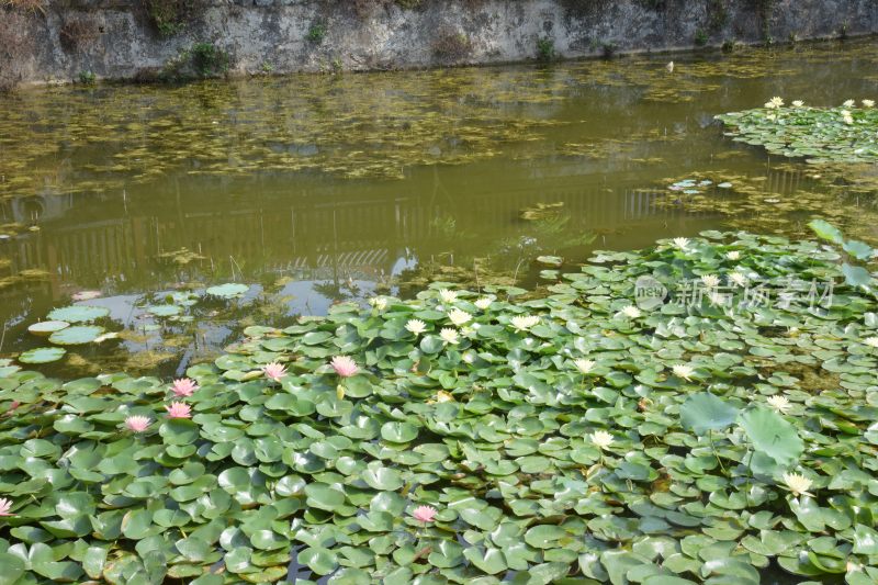 广东东莞：池中睡莲盛开