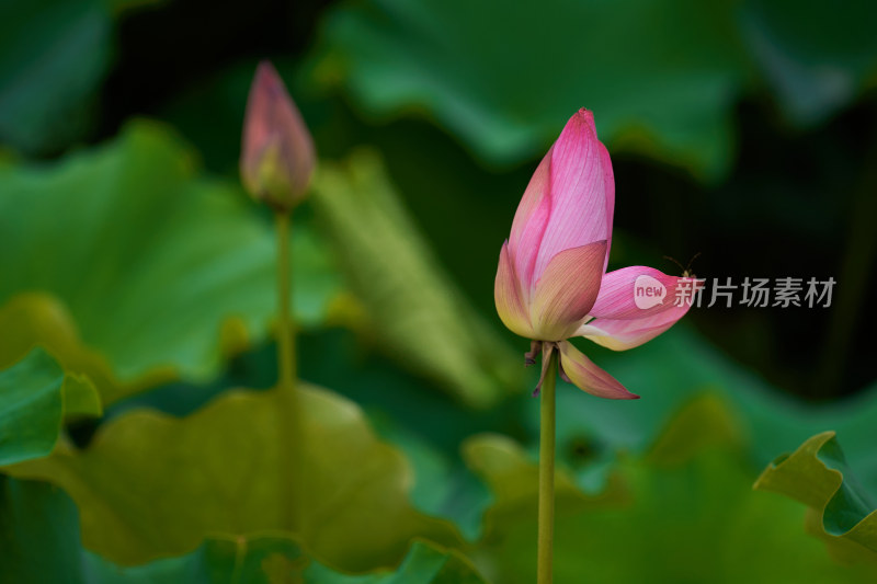 夏天的荷花