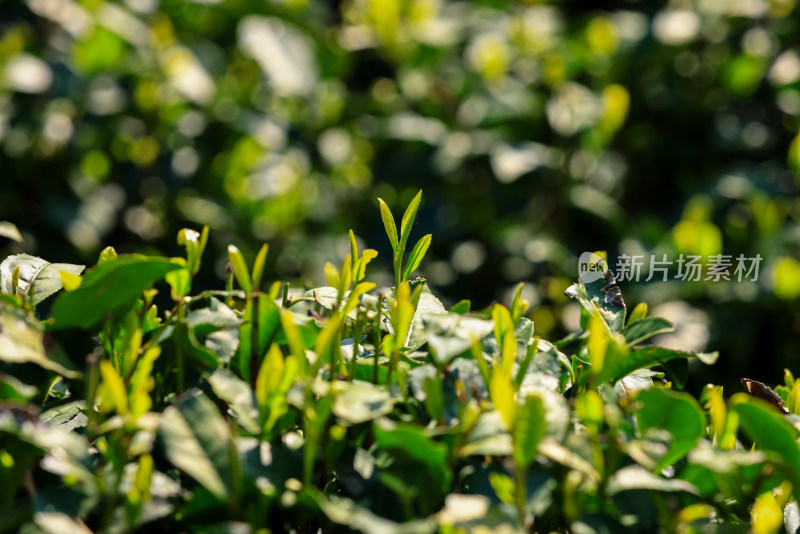 春天里的绿色有机生态茶园茶叶嫩芽