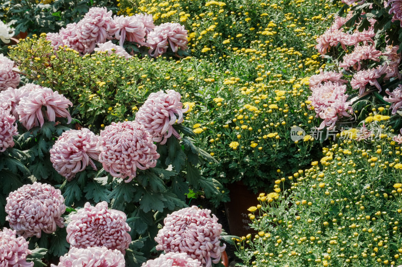 北京国家植物园菊花展