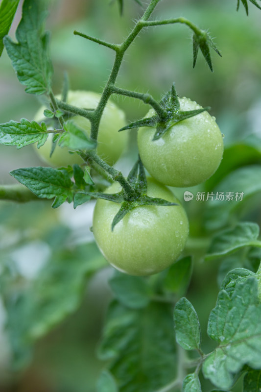 小番茄、番茄树