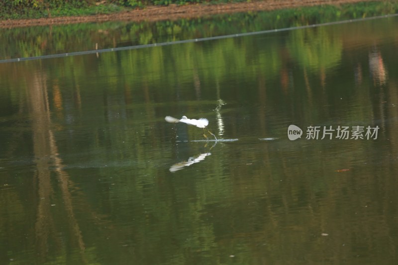 白鹭掠过平静湖面