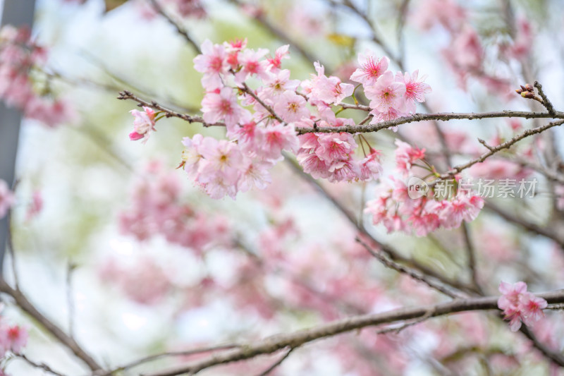 樱花特写拍摄