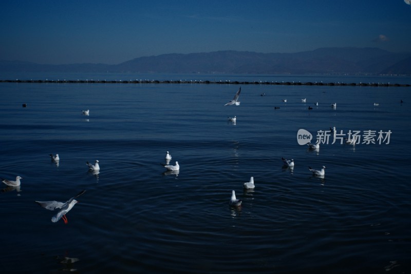 洱海上飞翔与浮游的西伯利亚海鸥