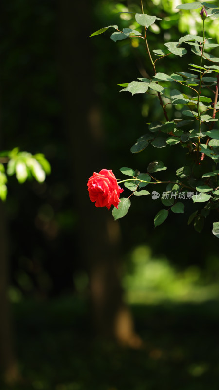 蔷薇科红色月季花