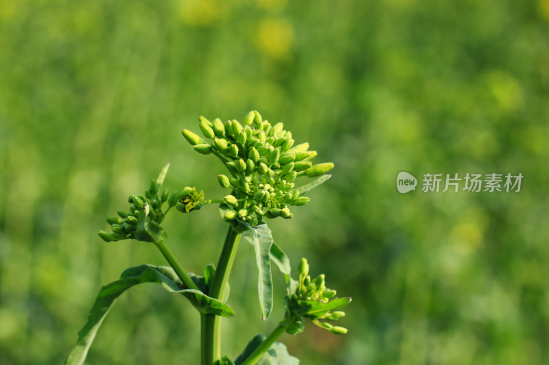 春天的油菜花蕾