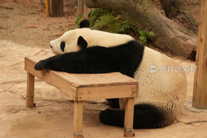 大熊猫户外活动和栖息的可爱模样