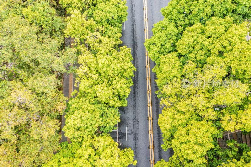 航拍下被两边树林遮掩的公路