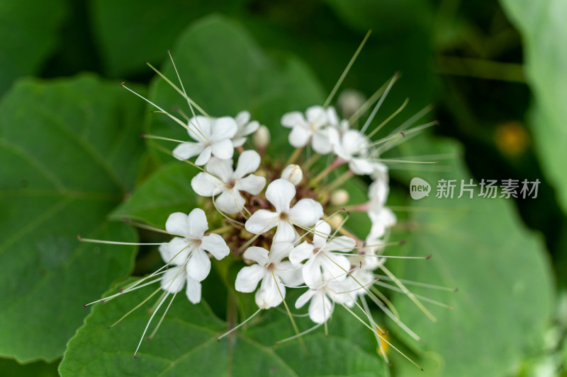 白色开花植物臭茉莉