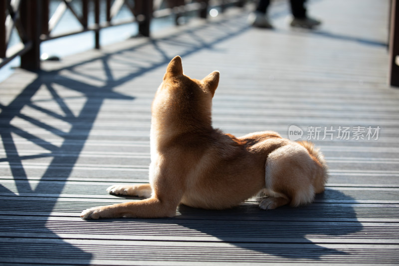 一只趴在地上的柴犬背影