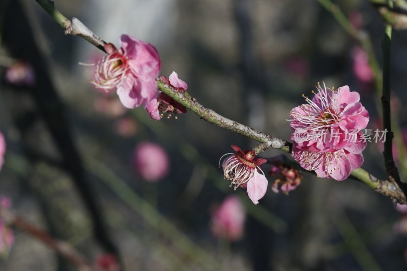 梅花 腊梅 红梅花