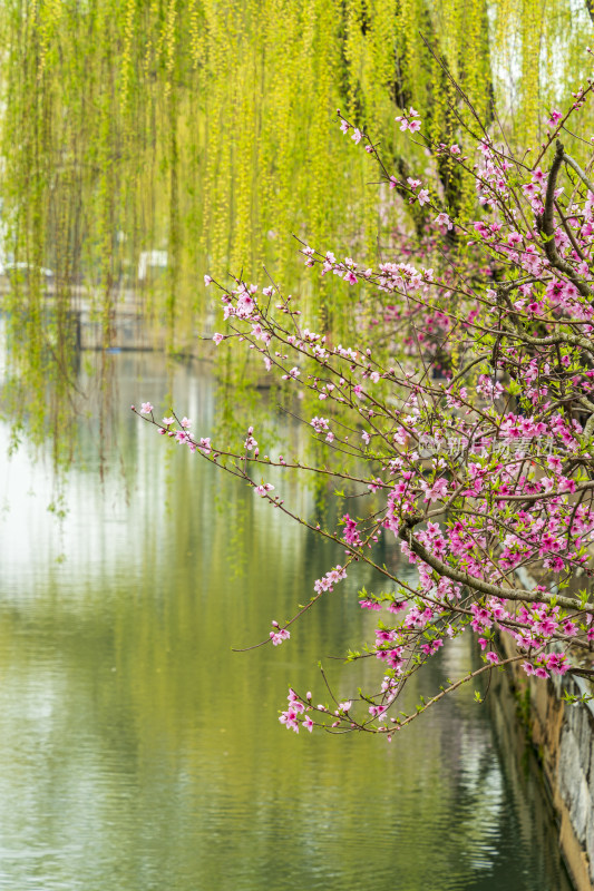 春天苏州园林耦园，桃花垂柳与碧绿的河水