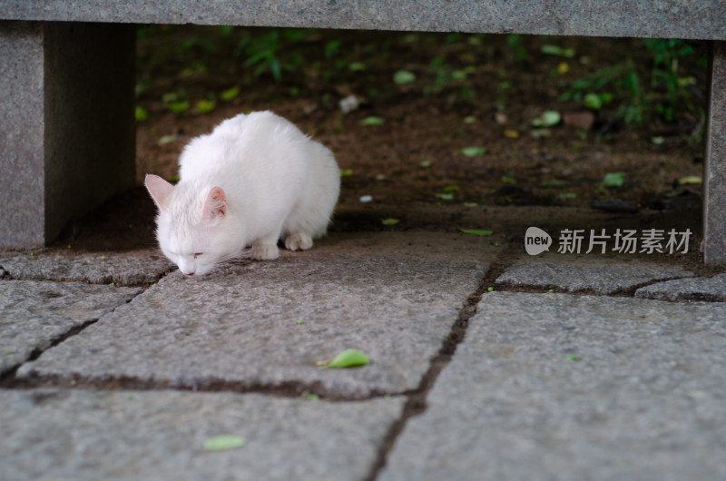 公园里一只白色的流浪猫正在觅食