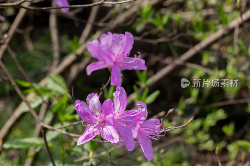 杭州植物园绽放的紫色杜鹃花