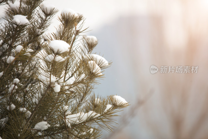 户外松树上的积雪在冬天