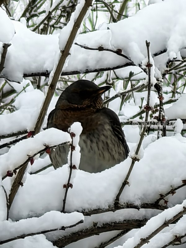 雪中树枝上栖息的小鸟