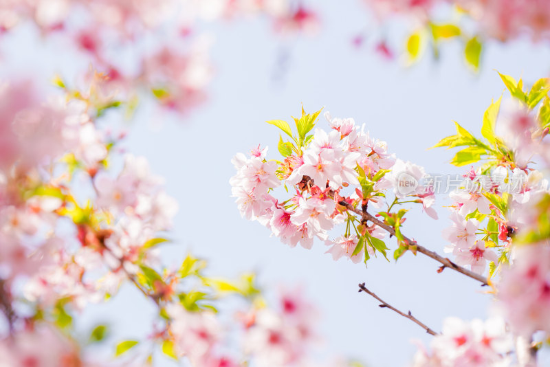 春日樱花季