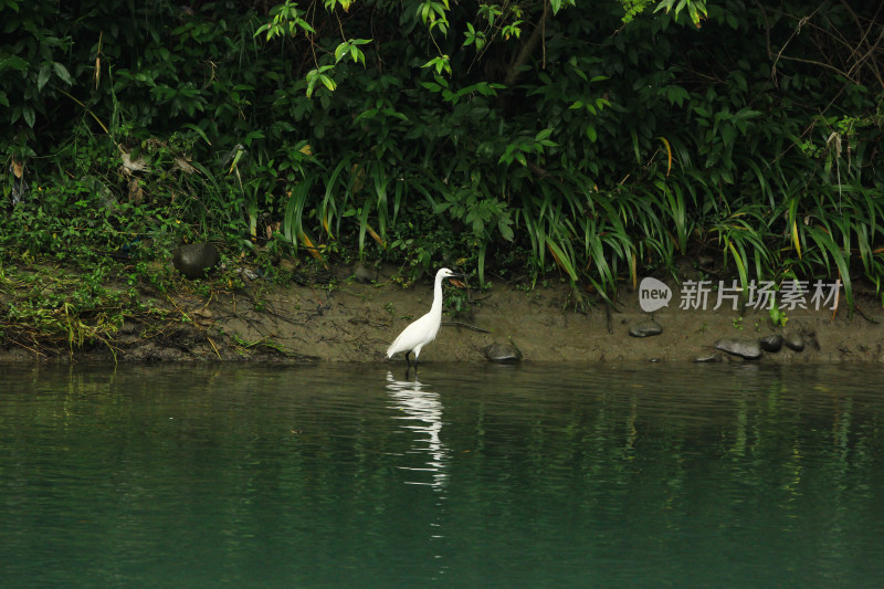 成都温江区江安河初冬的白鹭