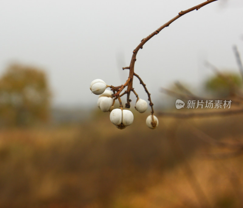 湖北乡村秋色