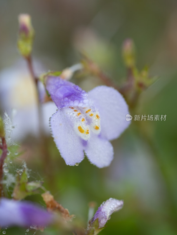 春天野外的通泉草开花