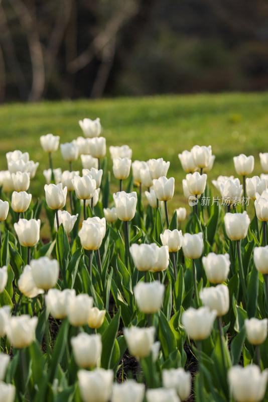 杭州太子湾公园绽放的白色郁金香花海
