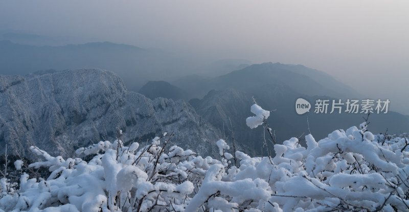 树枝上的雪花