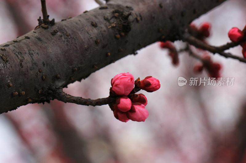 立春时节含苞怒放的红梅