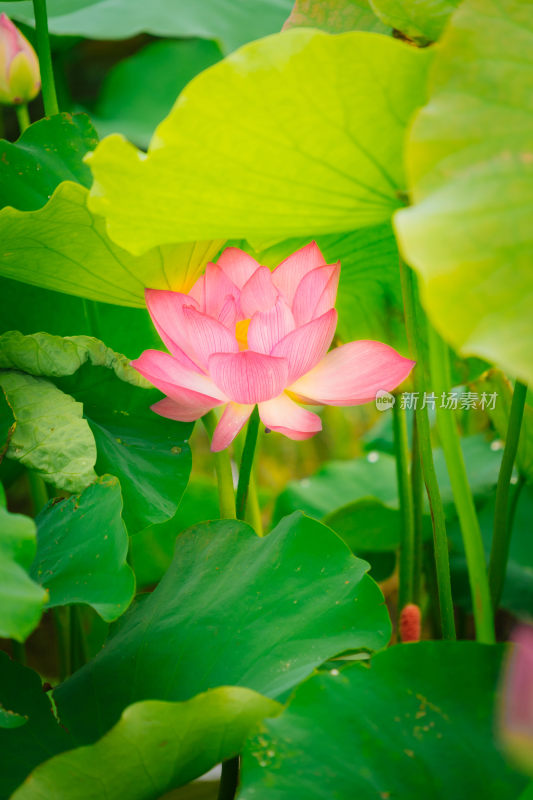 夏天池塘里盛放的荷花