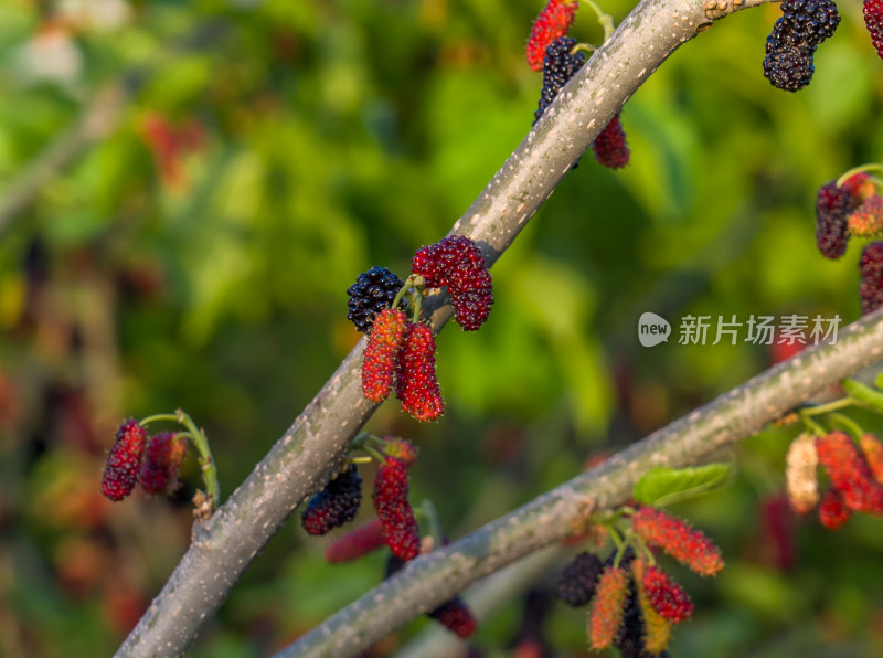美食水果红色桑葚挂满枝头