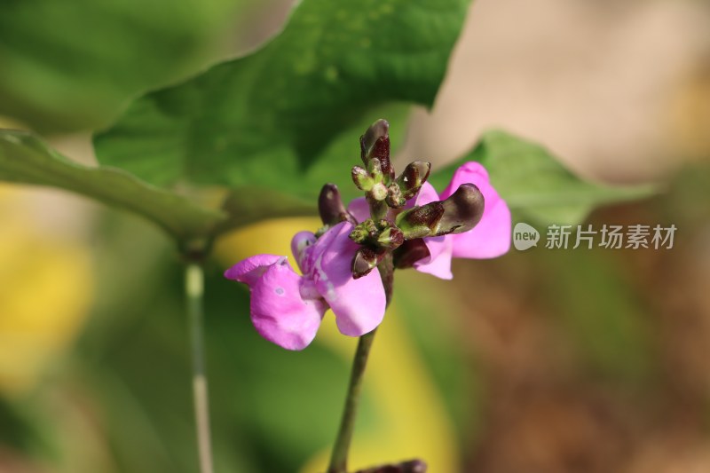 农村种植的蔬菜扁豆角开花和芽