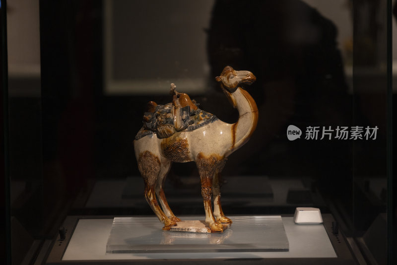 河南洛阳博物馆唐代骆驼