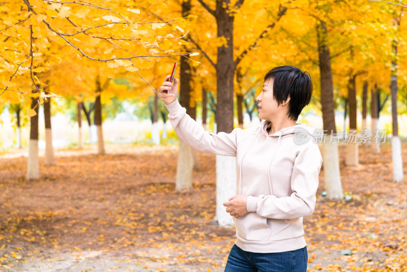 秋天在银杏树林中用手机自拍的女性